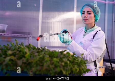 Ritratto di operaio femminile che spruzza fertilizzante su piante verdi in bio laboratorio o serra del vivaio, copia spazio Foto Stock