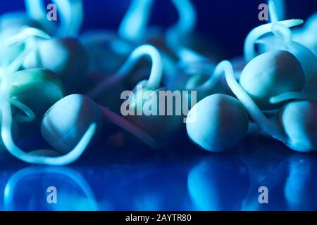 Macro shot di piccoli germogli su superficie di vetro illuminato da luce blu, esperimento bio-laboratorio, copia spazio Foto Stock