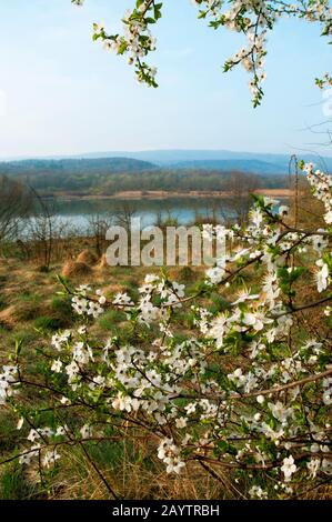 alberi fioriti nella soleggiata valle sotto le montagne e la foresta primaverile Foto Stock