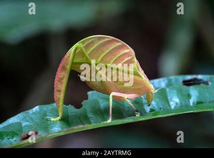 Foglia di colore rosa katydid Eulophyllum lobatum, mimando fogliame giungla, Parco Nazionale di Kinabalu, Sabah, Borneo, Malesia Foto Stock