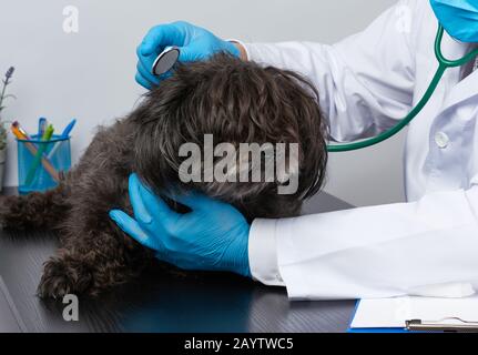 l'uomo veterinario in un cappotto medico bianco e i guanti sterili blu siede ad un tavolo e conduce un esame medico di un cane nero lanuginoso, lavoro del veterinario Foto Stock