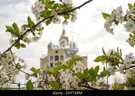 particolare di fiori di ciliegio bianco in primavera Foto stock - Alamy