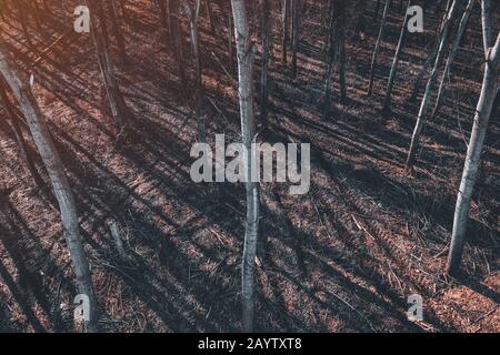 Tracce di pneumatici scolpite nella foresta di alberi aspen, vista ad alto angolo dal drone pov Foto Stock