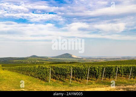 Vigneti vicino a Villany, Baranya, Ungheria meridionale Foto Stock