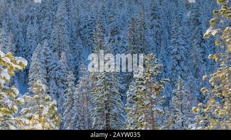 alberi di pino sotto molta neve, giorno di sole dopo la tempesta di neve Foto Stock