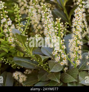Ciliegio-alloro (Prunus laurocerasus), fioritura Cherry Laurel, strada del vino tedesco Foto Stock