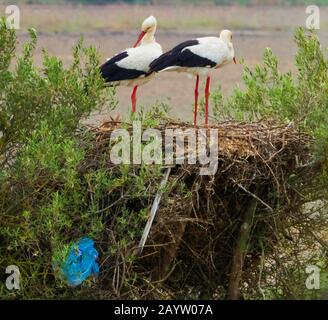 Cicogna bianca (Ciconia ciconia), plastica nel nido di cicogne bianche, Spagna, Andalusia, Huelva, Dehesa de Abajo Foto Stock