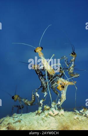 Mantis (Mantis religiosa), larvae botola dei coon tein Foto Stock