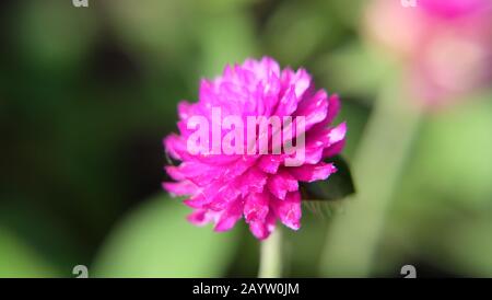 Closeup di un fiore viola di globosa di Gomphrena, comunemente conosciuto come l'amaranto del globo. Foto Stock