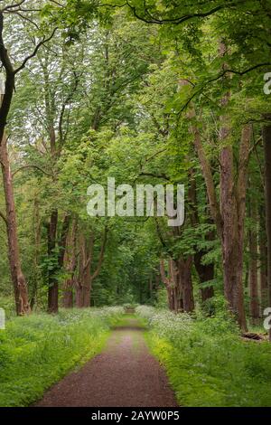 Percorso forestale nella riserva naturale Hasbruch, NSG Hasbruch Foto Stock