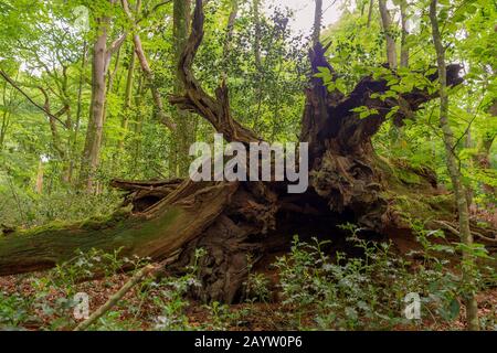 Quercia (Quercus spec.), legno morto di querce nella riserva naturale di hasbruch, Germania, Brema, NSG Hasbruch Foto Stock