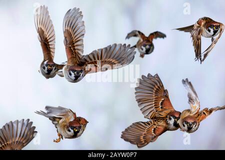 Passero montanus (Passer montanus), gruppo in volo, Germania Foto Stock