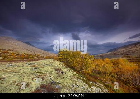 Betulla (spec. Di Betula), tundra con licheni renne, Cladonia rangiferina, Norvegia, Oppdal, Parco Nazionale Rondane Foto Stock