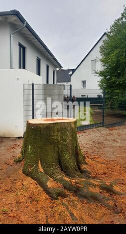 Faggio comune (Fagus silvatica), alberi di strada abbattuti, Germania Foto Stock