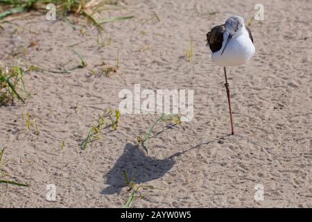 Palafitte nere (Himantopus himantopus), in piedi su una gamba nella sabbia, vista frontale, Germania Foto Stock