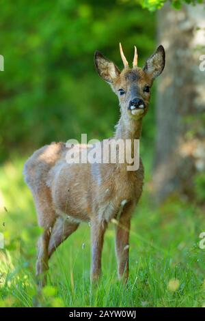 Capriolo (Capreolo capreolo), capriolo giovane in una radura forestale, Belgio, Viroinvallei, Dourbes Foto Stock