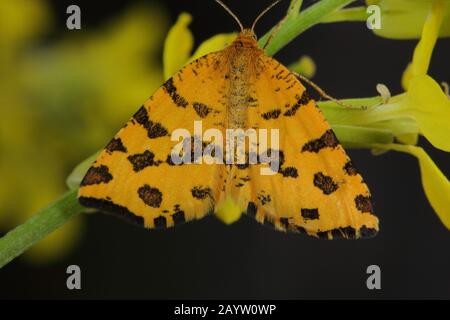 Giallo puntato (Pseudopanthera macularia), si trova su un fiore, Germania Foto Stock