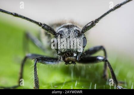 Coleottero a lunga cornuta (Stenostola ferrea ), su una foglia, Germania Foto Stock