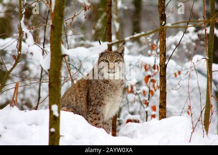 Lynx eurasiatica (Lynx lynx), nella foresta invernale, Germania, Renania settentrionale-Vestfalia, Sauerland Foto Stock