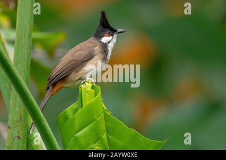 Bulbul rosso-sussurrato (Pycnonotus jocosus), perching su una foglia, vista laterale Foto Stock