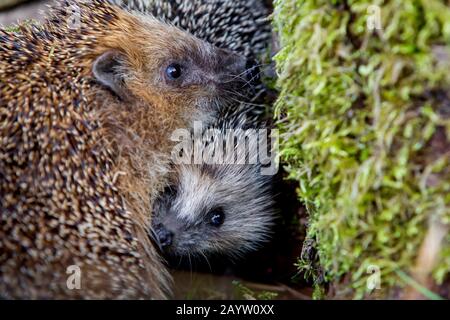 Riccio occidentale, riccio europeo (Erinaceus europaeus), femmina e giovane cecchino tra loro, Germania, Baviera, Niederbayern, bassa Baviera Foto Stock