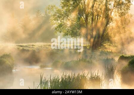 Eau Blanche fiume all'alba, Belgio, Wallonie, Viroinvallei, Dourbes Foto Stock