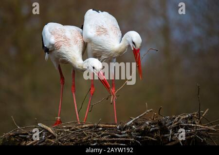 Cicogna bianca (Ciconia ciconia), coppia di cicogne bianche che costruiscono il loro nido, Germania, Renania Settentrionale-Vestfalia, Muensterland Foto Stock