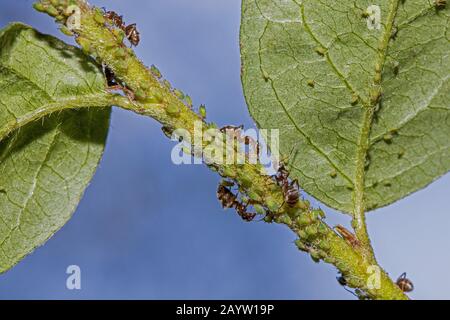 Formica nera, formica nera comune, formica giardino (Lasius niger), afidi melking, Germania, Baviera Foto Stock