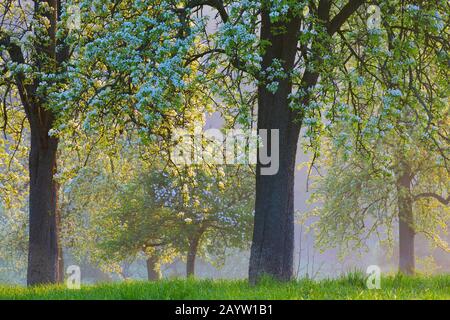 Frutteto prato vicino Voeren; Haspengouw, Belgio, Limburgo, Sint-Martens-Voeren, Voerstreek Foto Stock