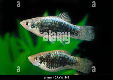 Pesce platyfish meridionale (Xiphophorus maculatus), forma di allevamento Metallico, coppia Foto Stock