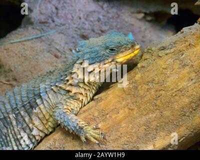 Sungazer, giant cinto lucertola gigante, zonure spinytail gigante lizard (Cordylus giganteus), ritratto Foto Stock