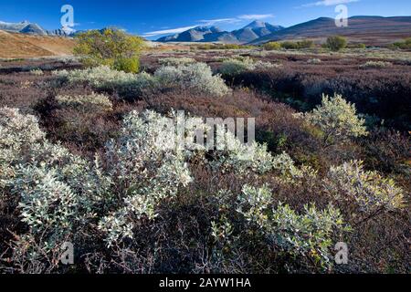 Lichen renne, Moss renne (Cladonia rangiferina), parco Nazionale Rondane in autunno, Norvegia, Parco Nazionale Rondane Foto Stock