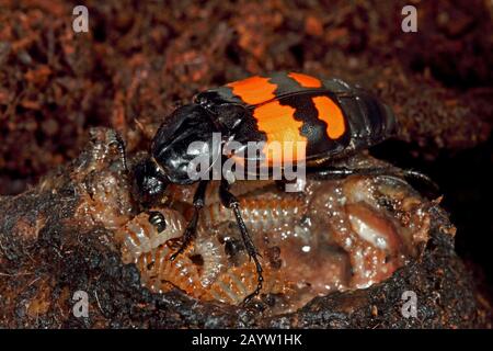 Scarabeo burying (Necrophorus vespilloides, Nicrophorus vespilloides), larvae in kadaver, Germania Foto Stock