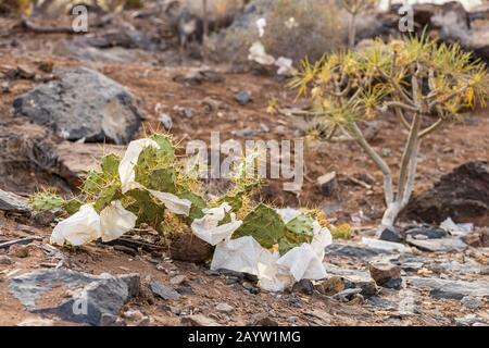 Carta di scarto scartata catturata sulle punte di un cactus di pera spinosa a Tenerife, Isole Canarie, Spagna Foto Stock