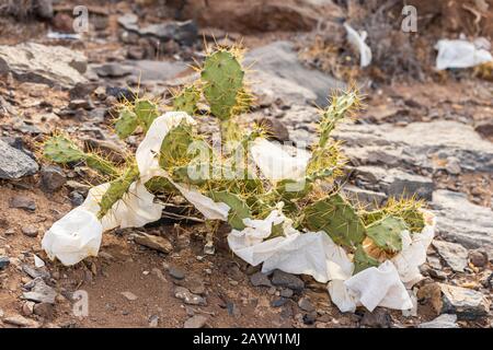 Carta di scarto scartata catturata sulle punte di un cactus di pera spinosa a Tenerife, Isole Canarie, Spagna Foto Stock