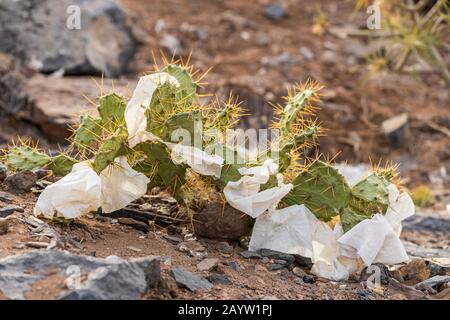 Carta di scarto scartata catturata sulle punte di un cactus di pera spinosa a Tenerife, Isole Canarie, Spagna Foto Stock