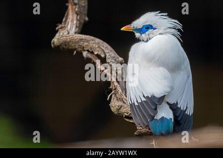 La mynah di Rothschild (Leucopsar rothschildi), perching su un ramo morto, vista posteriore Foto Stock