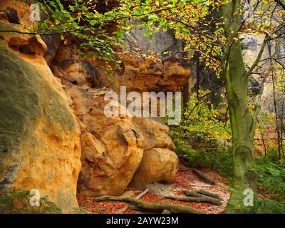 Autunno alle Elbe Arenaria Montagne, rocce di arenaria in faggio foresta, Germania, Sassonia, Saxon Svizzera Parco Nazionale Foto Stock
