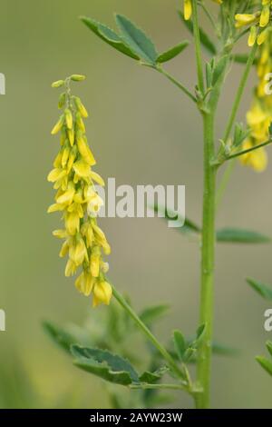 Melilot comune, melilot Ribbed, melilot giallo, dolcificante giallo, Clover dolce (Melilotus officinalis), fioritura, Germania, Baviera Foto Stock