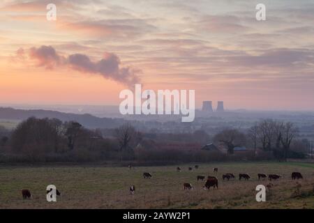 I bovini pascolano sulle pendici del Wittenham Si Scontrano dopo il tramonto con le torri di raffreddamento della Centrale Didcot alle spalle, ora demolite. Foto Stock