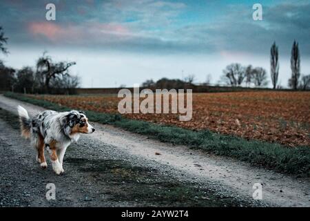 Giovane pastore australiano merle blu che va per una passeggiata sul sentiero Foto Stock