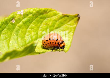 Una larva di barbabietola Colorado - Leptinotarsa decemlineata, camminando sul gambo di una pianta di Potato. Foto Stock