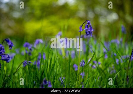 Woodland Bluebells Foto Stock