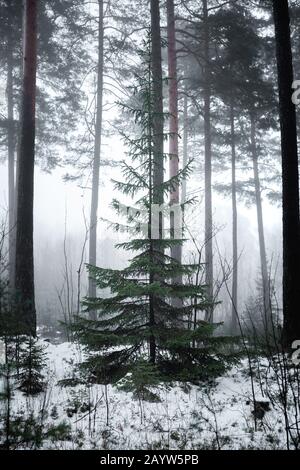 Wild Norway Spruce 'Christmas Tree' in foresta coperta di nevi nebbie Foto Stock