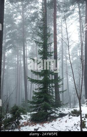 Wild Norway Spruce 'Christmas Tree' in foresta coperta di nevi nebbie Foto Stock