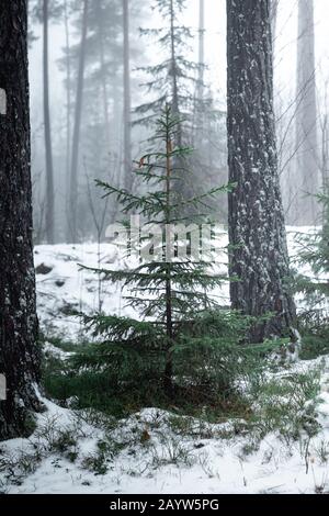 Wild Norway Spruce 'Christmas Tree' in foresta coperta di nevi nebbie Foto Stock