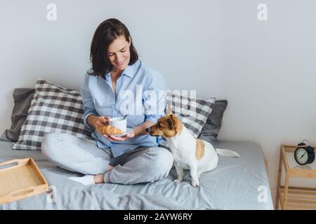 Attraente femmina bruna siede gambe incrociate sul letto, bevande di tè caldo e mangia croissant e jack russell terrier si siede vicino a lei. Bellissimo modello femminile Foto Stock