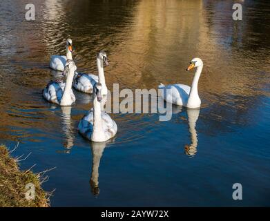 Fiume Tyne, Haddington, East Lothian, Scozia, Regno Unito, 17 febbraio 2020. Regno Unito Meteo: Il sole splende sulla riva del fiume. Una famiglia di cigni e cigni nuotano nel fiume riflesso nell'acqua Foto Stock