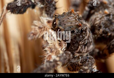 Macro Fotografia di testa di Portia Jumping Spider su una Broom Foto Stock