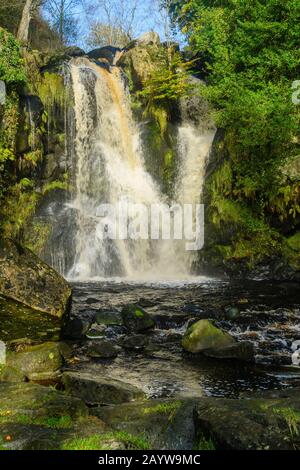 Pittoresca, soleggiata, acqua corrente e rocce di Posforth Gill Force Waterfall, Valle della desolazione, Bolton Abbey Estate, North Yorkshire, Inghilterra, Regno Unito Foto Stock